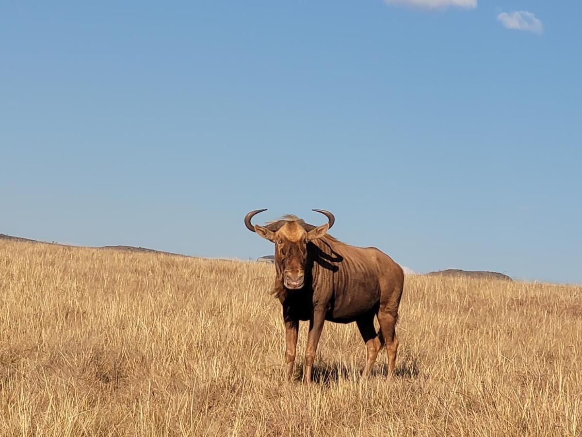 Buffalo Hills Private Game Reserve Harrismith Exterior photo