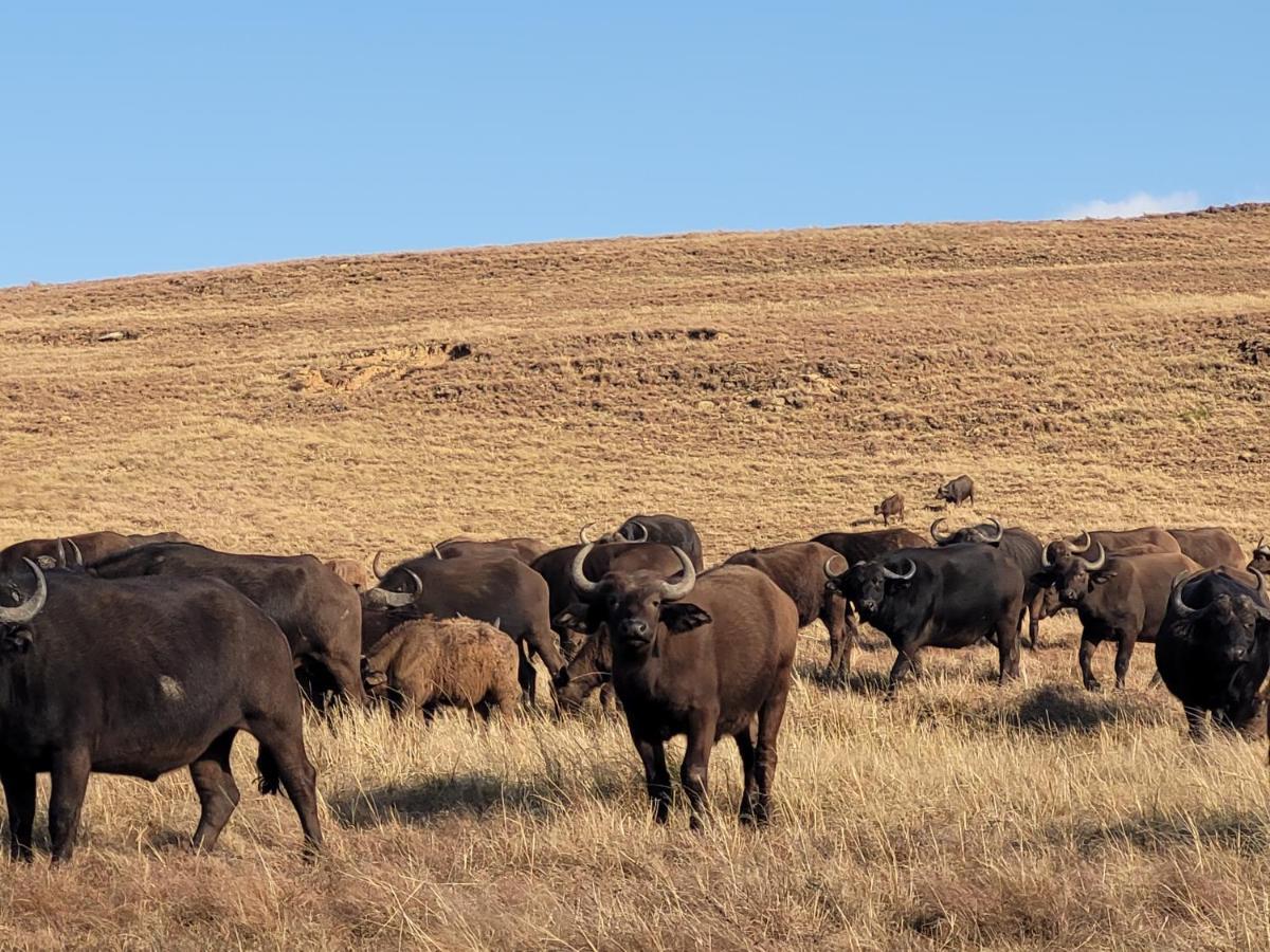 Buffalo Hills Private Game Reserve Harrismith Exterior photo